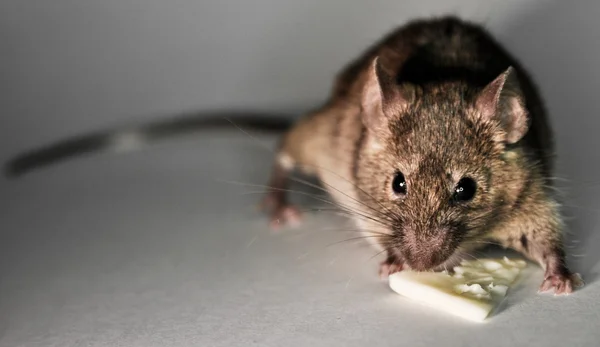 Husmusen (Mus musculus) Stockfoto