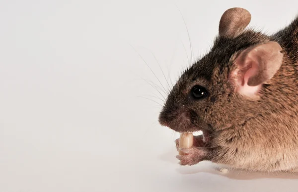 Домашняя мышь (Mus musculus ) Стоковое Фото