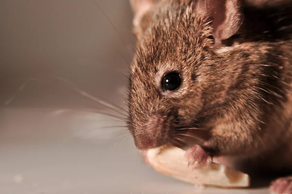 Домашняя мышь (Mus musculus ) Стоковое Фото