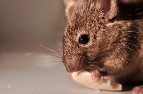 Husmusen (Mus musculus) Stockfoto