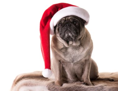 Yeni yıl pug 2