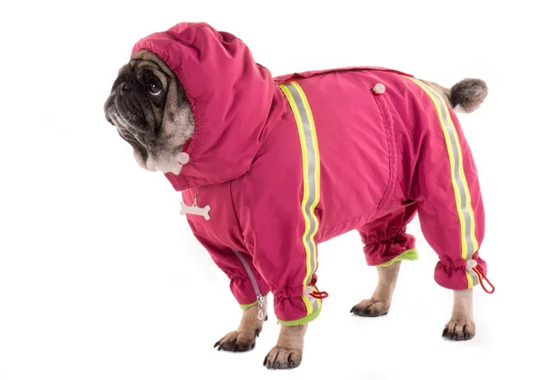 A clothed pug 2 — Stock Photo, Image