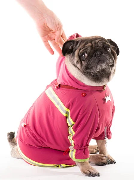 A clothed pug 3 — Stock Photo, Image