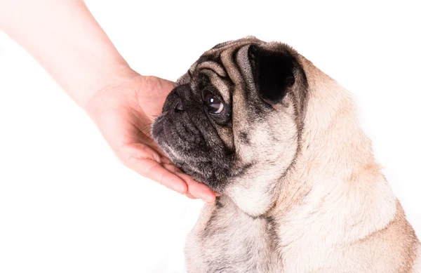 A pug with a hand — Stock Photo, Image
