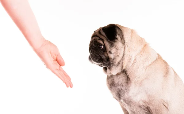 A pug with a hand 2 — Stock Photo, Image