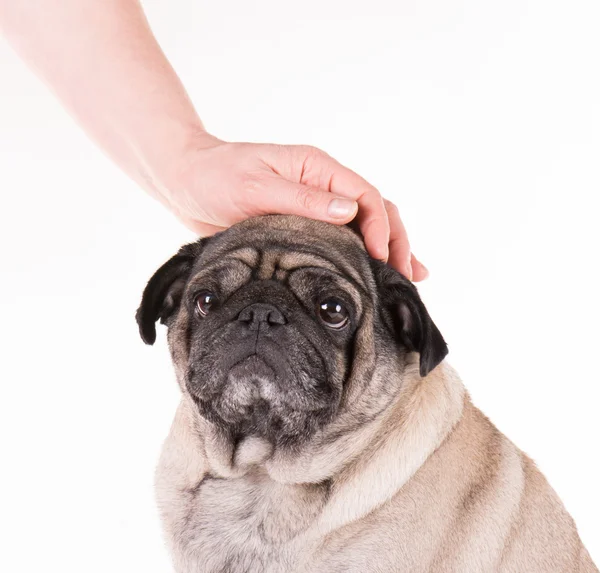 A pug with a hand — Stock Photo, Image