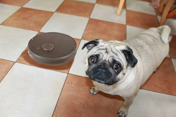 Dog in the kitchen near robot vacuum cleaner