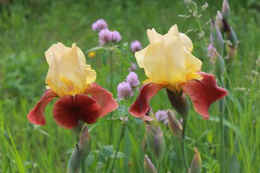 Irises are wonderful garden plants