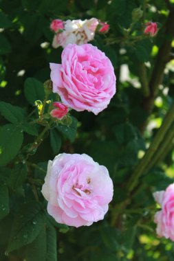 Beautiful bush of pink roses in a spring garden.