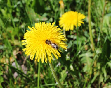 Arı, karahindiba, sarı karahindiba, çiçek, yeşil ot, sarı polen üzerine nektar toplar.