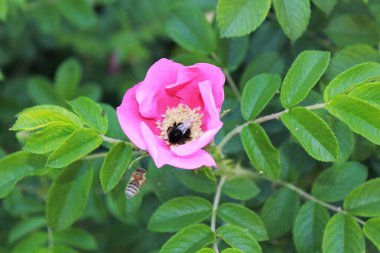 Bumble Bee collects nectar from blooming dog-rose