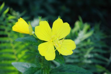 Common Evening Primrose (Oenothera biennis) in garden, Ukraine