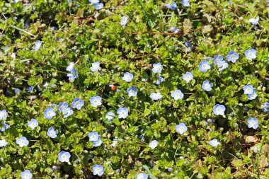 Periwinkle plants is herbaceous with blue flowers