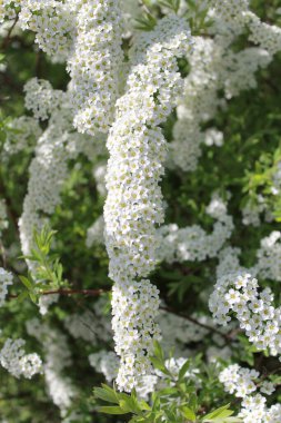 Flowering white Garland Spirea (Spiraea x arguta)
