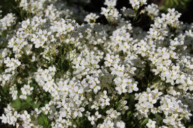 White flowers of Gypsophila repens. Small delicate flowers with yellow center.