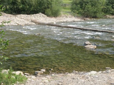 Dağ nehri ormandan akıyor. Karpatlar, Ukrayna.