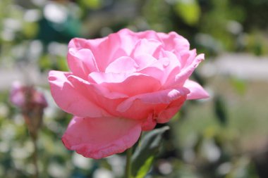 Sevgililer Günü için bahçede güzel pembe güller.