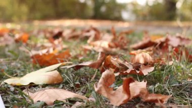 Düşen Yapraklar