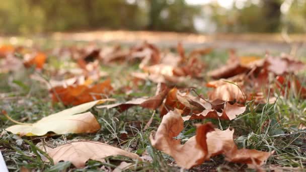 Падаючі листя — стокове відео