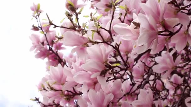 Beautiful ornamental pink tulip magnolia tree — Stock Video