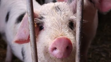 Gloucestershire oude spots.cute varken in een farm met wit met zwarte stippen op zoek in de camera.