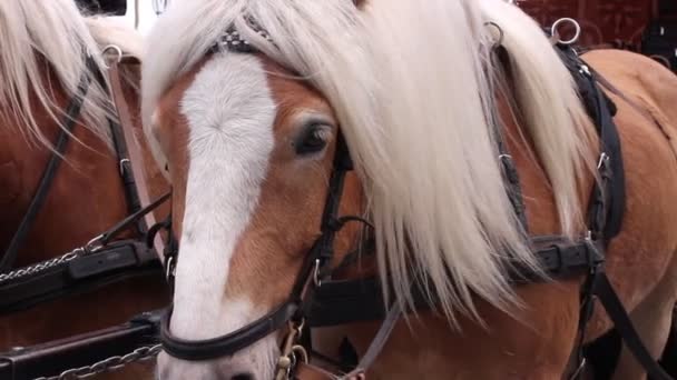 Close-up van een paard staren naar de camera — Stockvideo