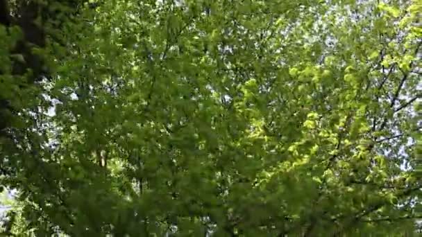 Δάσος φυλλοβόλων - shot κουκλίτσα — Αρχείο Βίντεο