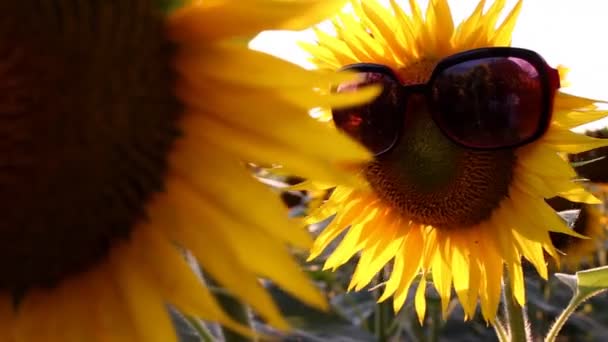 Escena divertida con girasoles — Vídeo de stock