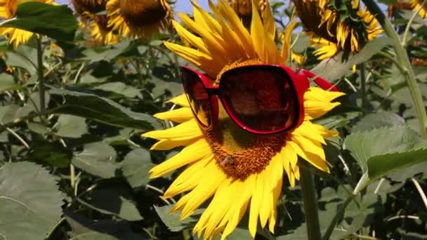 Escena divertida con girasoles — Vídeo de stock