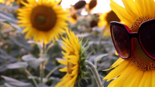 Grappige scène met zonnebloemen — Stockvideo