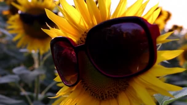 Funny scene with sunflowers — Stock Video