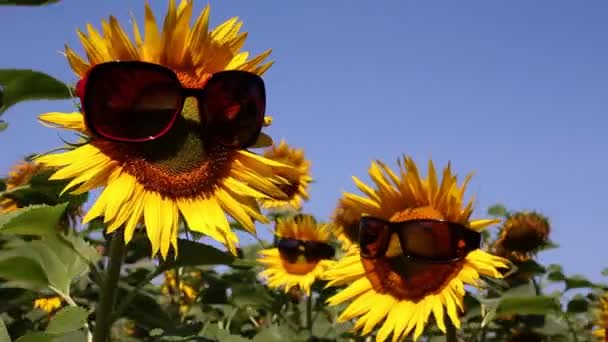 Funny scene with sunflowers
