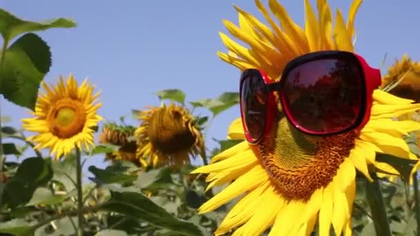 Escena divertida con girasoles — Vídeos de Stock