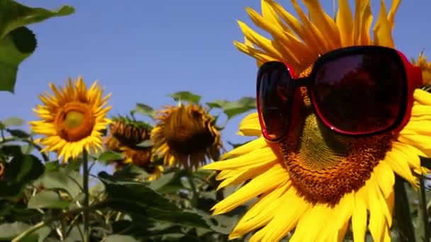 Vtipné scény s slunečnice — Stock video