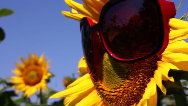 Escena divertida con girasoles — Vídeos de Stock