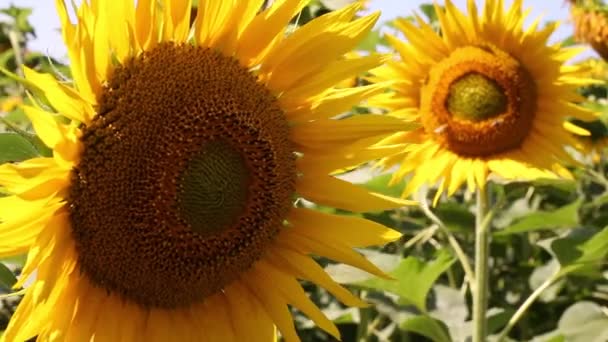 Girasoli — Video Stock