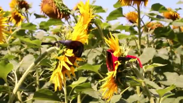 Lustige Szene mit Sonnenblumen — Stockvideo