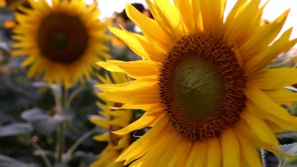 Sunflowers — Stock Video