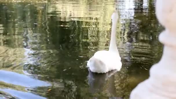 Cygnes blancs dans un étang — Video