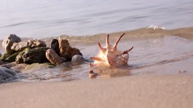 Surf dalgası, kum ve deniz hayvanı kabuğu ıslatıyor. güneşte ışıltı. portre
