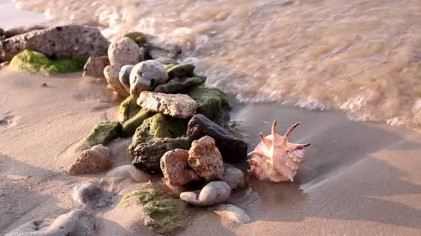 Surf dalgası, kum ve deniz hayvanı kabuğu ıslatıyor. güneşte ışıltı. portre — Stok video