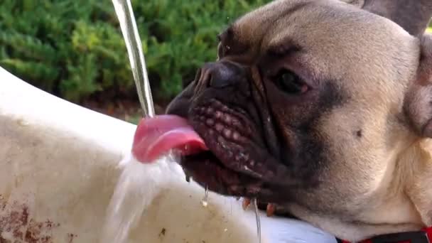 Honden drinkwater uit het park water fontein stroom -slowmotion — Stockvideo