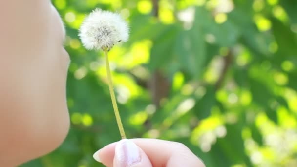 Vrouw waait een paardebloem, close-up — Stockvideo