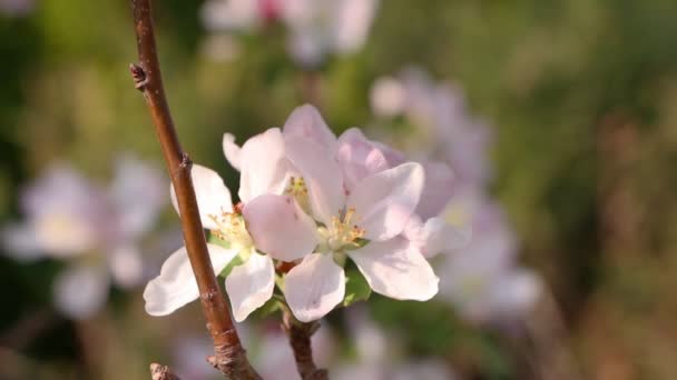 Vrouw is een appel bloesem, close-up ruiken — Stockvideo