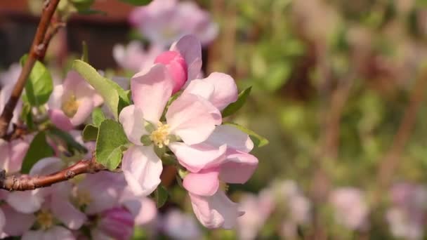 Vrouw is een appel bloesem, close-up ruiken — Stockvideo