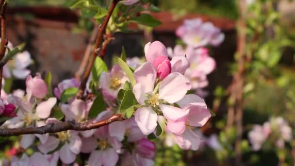 La mujer está oliendo una flor de manzana, primer plano — Vídeos de Stock