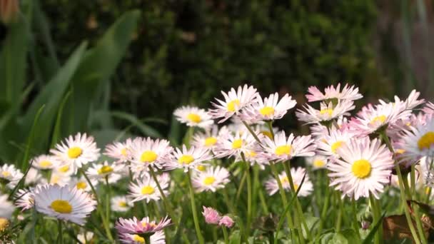 Little(Woman) girl picking daisies for a bouquet, closeup — Stock Video