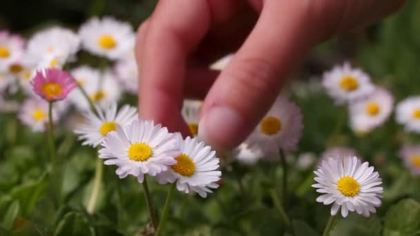 Little(Woman) girl picking daisies for a bouquet, closeup — Stock Video