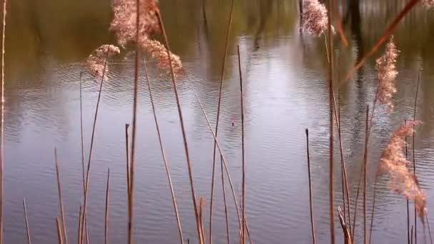 Oogpunt terwijl gieten vislijn in rivier — Stockvideo