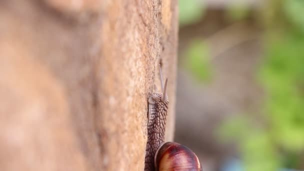 Slak op zoek naar voedsel, close-up — Stockvideo